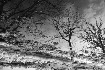 Winterbloesem Winterbloesem