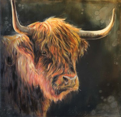 Schotse hooglander Schotse hooglander