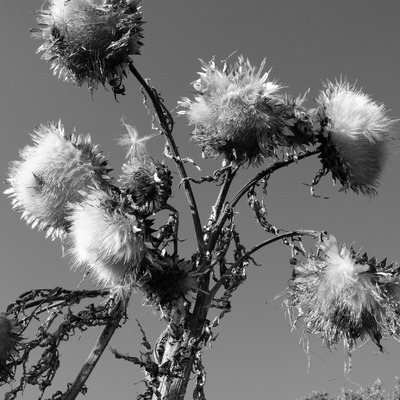 Knikkende distel