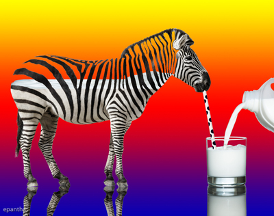 Zebraaa regenboog