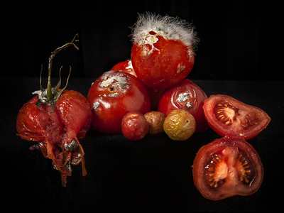modern times tomaten modern times tomaten