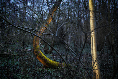 vliegenbos selectie bochtboom 3