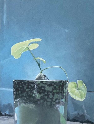 Dioscorea Dioscorea