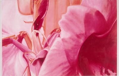 Amaryllis 2 Amaryllis 2