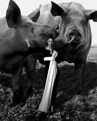 Pigs from..... Pigs from.....