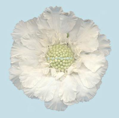 WHITE WHITE