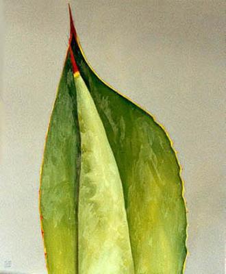Agave Agave