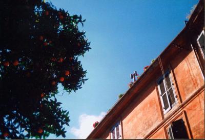 italian oranges italian oranges