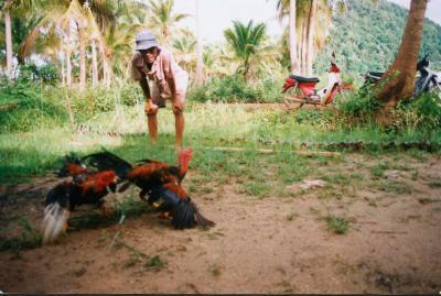 cockfighting