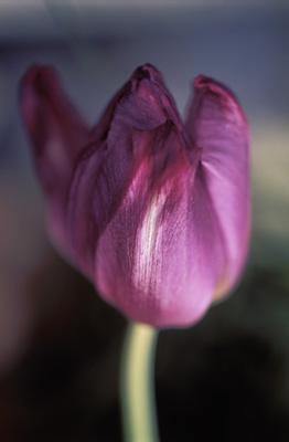 flower number 3 flower number 3