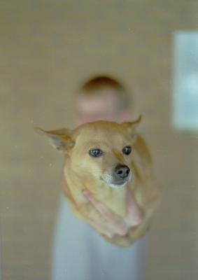Hond op hand Hond op hand