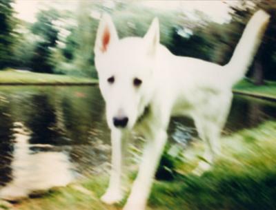 bobsessie/witte hond bobsessie/witte hond