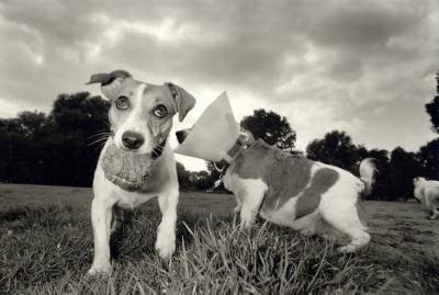 jack russells