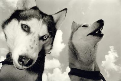 huskies huskies