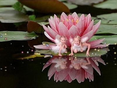 Water lilly fairy's