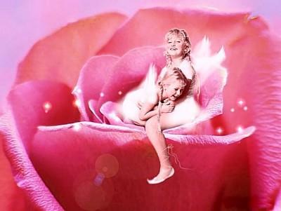 rose fairy's 2 rose fairy's 2