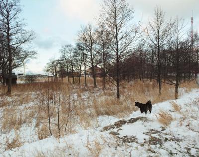 Het laatste jaar van een eiland (Hond in sneeuw) Het laatste jaar van een eiland (Hond in sneeuw)