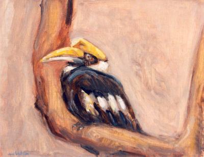 Neushoornvogel Neushoornvogel