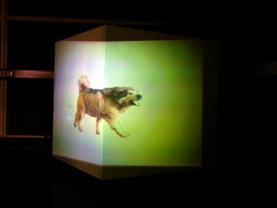 Hond Hond