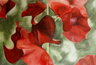 Lathyrus Lathyrus