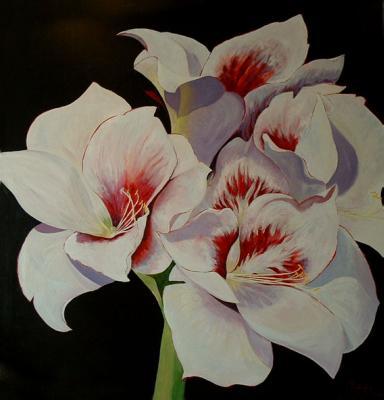 Amaryllis Amaryllis