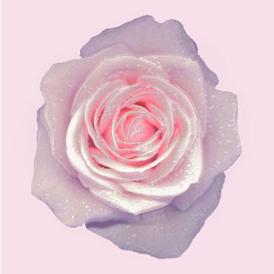 rose rose