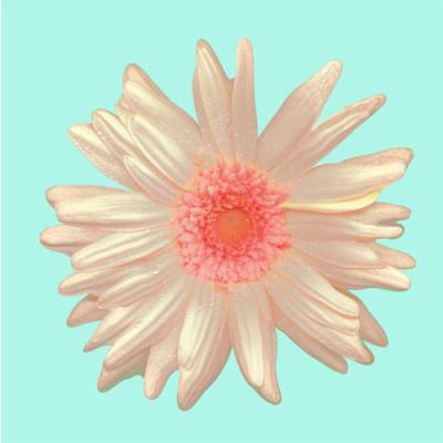 gerbera gerbera