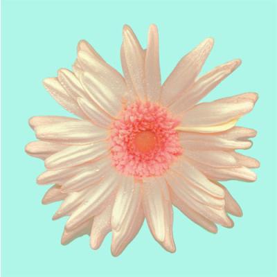 gerbera