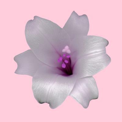 lelie pink lelie pink