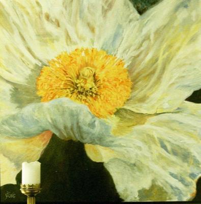 Witte Papaver Witte Papaver