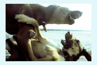 Woof 1 Woof 1