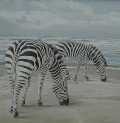 zebra