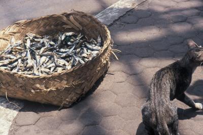 Bali, Kat Bali, Kat