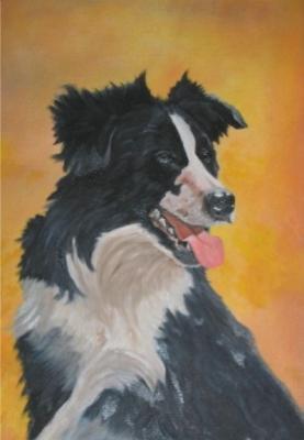 border collie