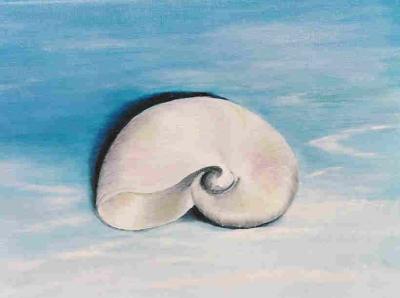 realistisch stilleven: DE NAUTILUSSCHELP realistisch stilleven: DE NAUTILUSSCHELP