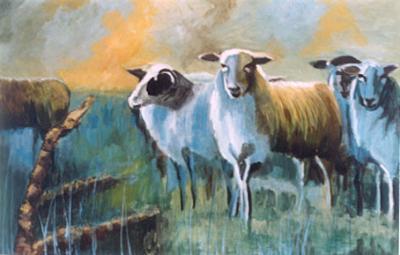 D93 schapen