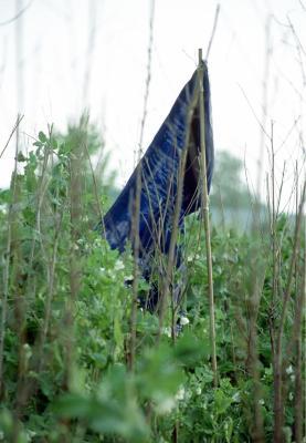 Blauwe moestuinvlag Blauwe moestuinvlag