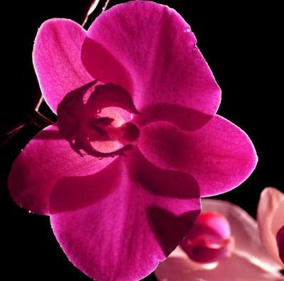 bloem bloem