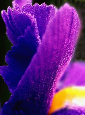 purple purple