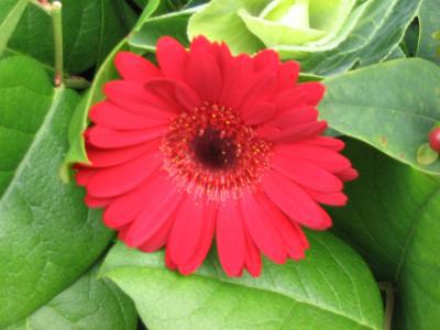 flower flower