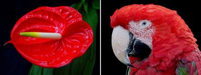 Anima Mundi: II ( Bloem Vogel) Anima Mundi: II ( Bloem Vogel)