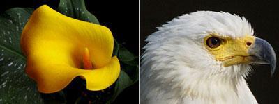 Anima Mundi: III ( Bloem Vogel) Anima Mundi: III ( Bloem Vogel)