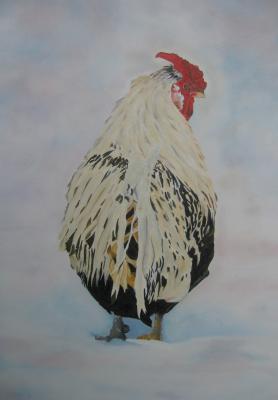 kip van de koude grond kip van de koude grond