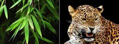 Anima Mundi: II ( Aarde, Panther) Anima Mundi: II ( Aarde, Panther)