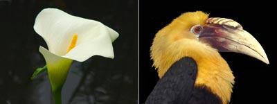 Anima Mundi: III ( Lucht, Vogel) Anima Mundi: III ( Lucht, Vogel)
