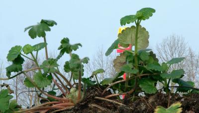 HOLLANDS LANDSCHAP I