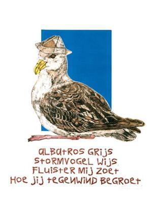 Albatros grijs Albatros grijs